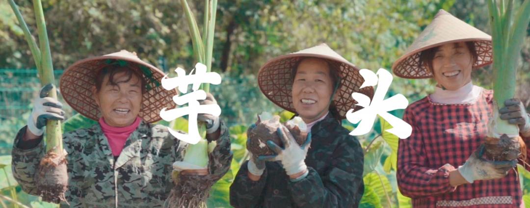 有机芋头丨人人嫌它长的丑，却在第一口后沦陷其中