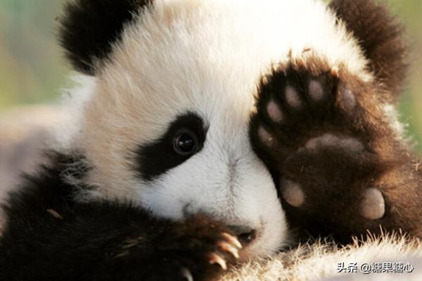 你们想要去四川看熊猫吗,来成都看熊猫一定要来熊猫谷