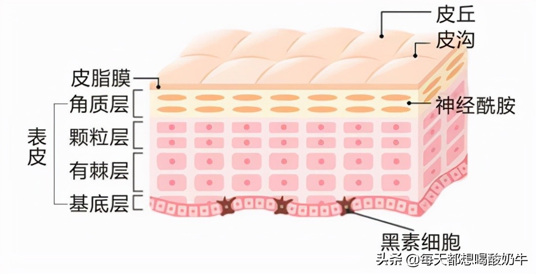 如何改善脸上皮肤特别薄，一直泛红，毛孔粗大，*血丝红**明显？