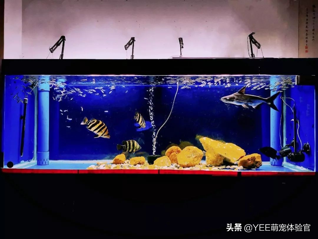 养淡水蓝鲨,养蓝鲨观赏鱼有什么讲究