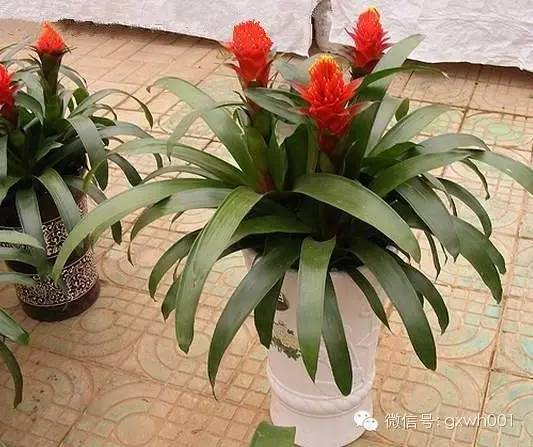 献给那些养花每次都养死的人文案,一直养死花但从未放弃养花