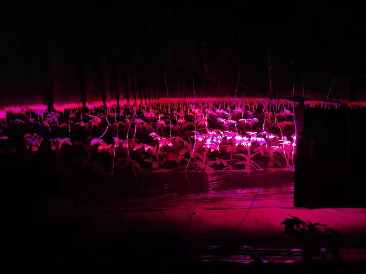 农村大姐卖炸土豆,农村大姐红薯一亩8000斤