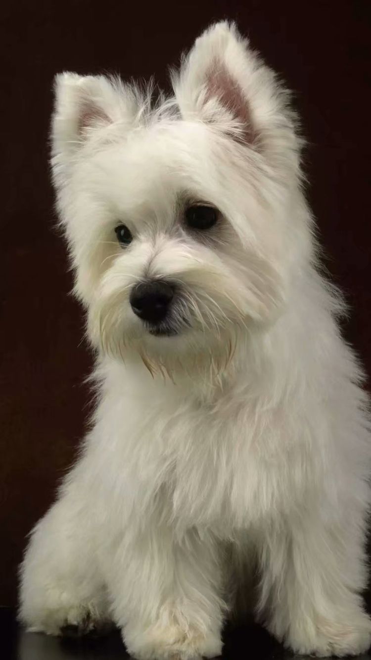 处女座和白羊座的恋爱运势,白羊座与处女座的爱情故事