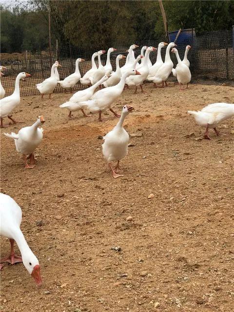 养鹅的好处和投资价值,与人不和劝人养鹅全文