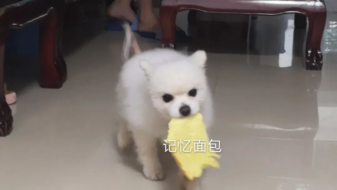 和宠物交流说什么,和宠物谈恋爱