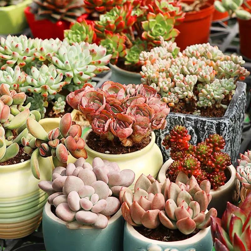 去花市买花千万别买这4种花,春天逛花市5种花千万别买