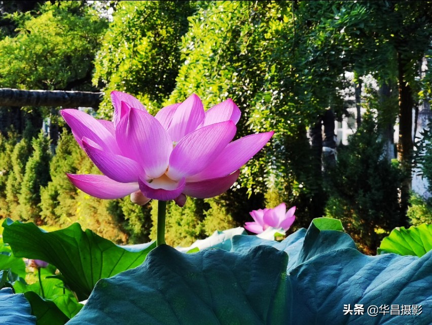 北京禧园：秋日荷花婀娜多姿惹人醉