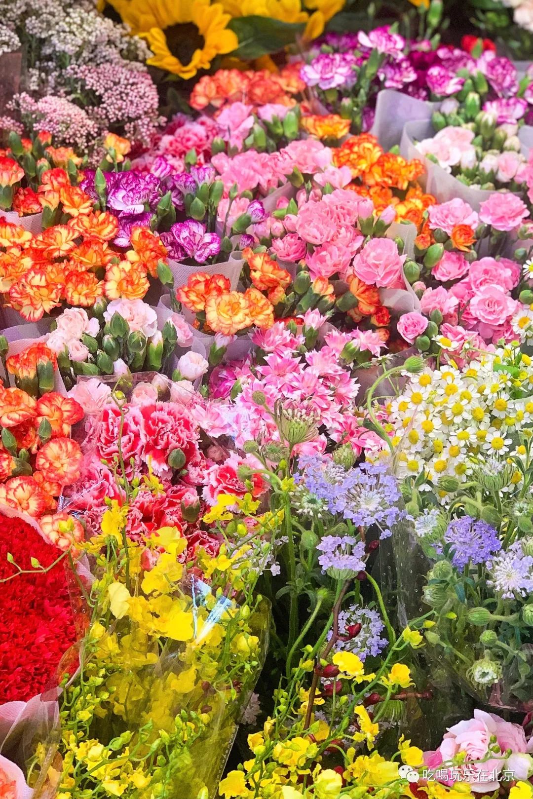 北京花市攻略大全,北京最美赏花景点