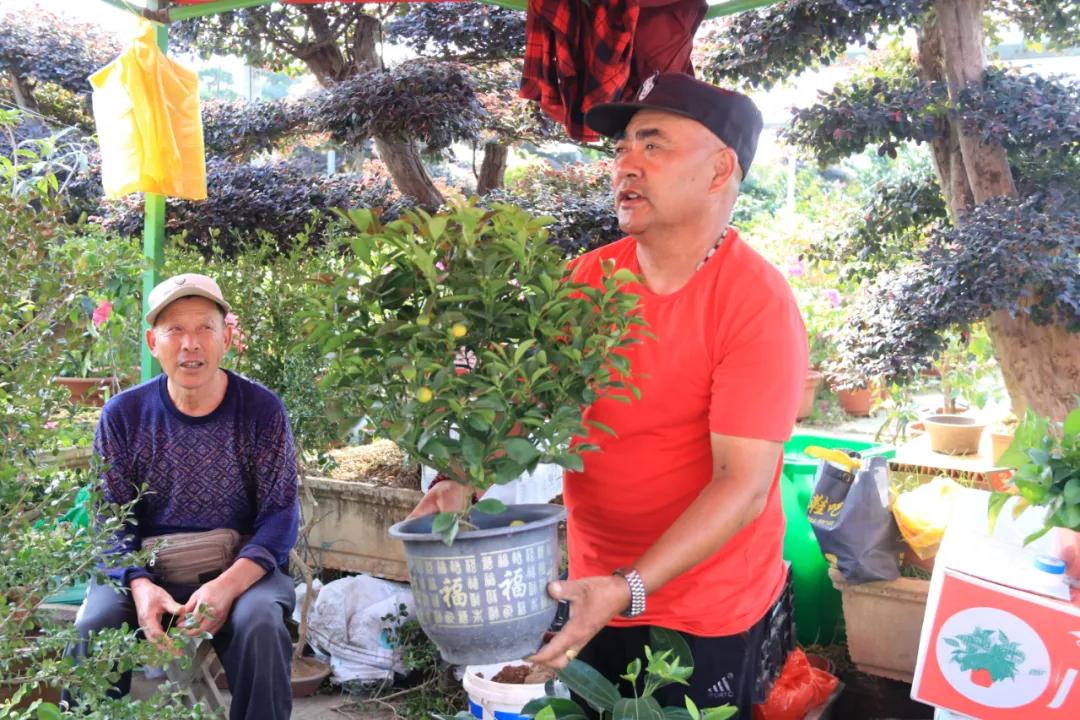 花木盆景活动,秋冬季花木节盆景展