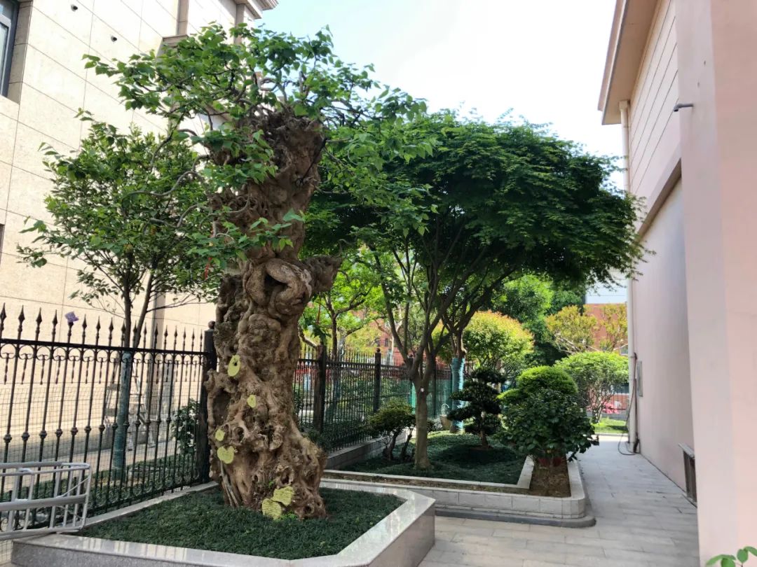 江阴新桥最美庭院,江苏江阴阳台风景