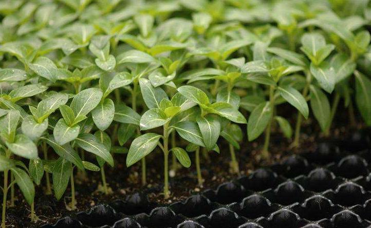 种植蔬菜怎么防止徒长,蔬菜苗徒长怎么办