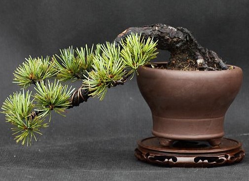 盆栽黄叶怎么解决补充什么肥,盆景黄叶怎么办