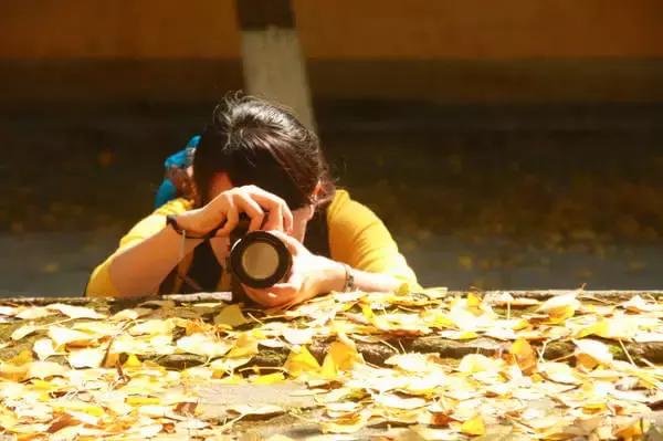 南雄最美银杏,广东美丽的银杏图片