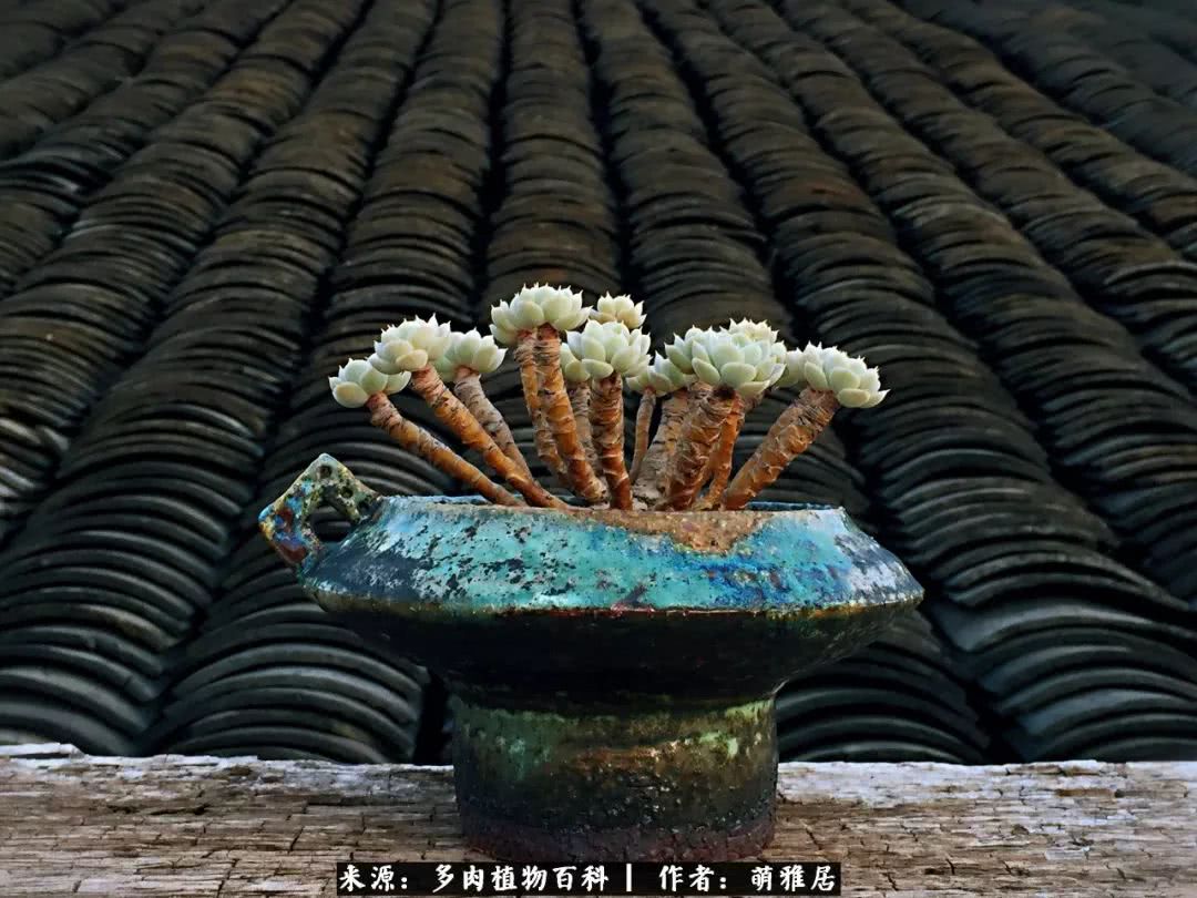 鍒濆啲鏆栭槼鍥寸倝鐓尪,鍐洦鍝佽尪