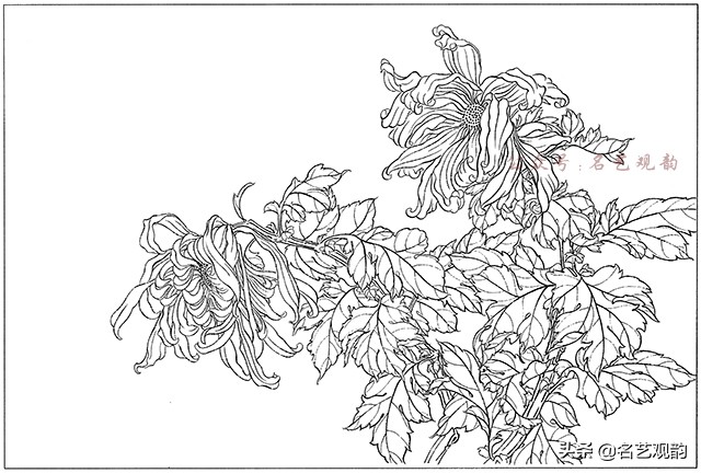 工笔画白描花卉图片大全,工笔画线描花卉菊花
