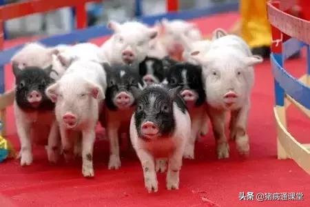 猪发烧怎么办用什么方法,猪发烧了该怎么治