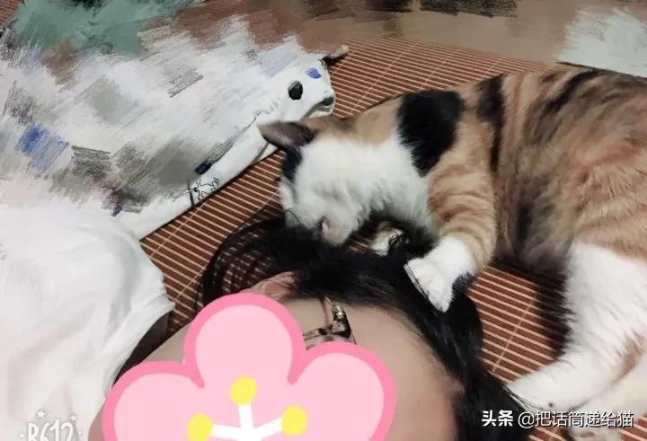 一只猫被另一只打,一只猫被两个人打
