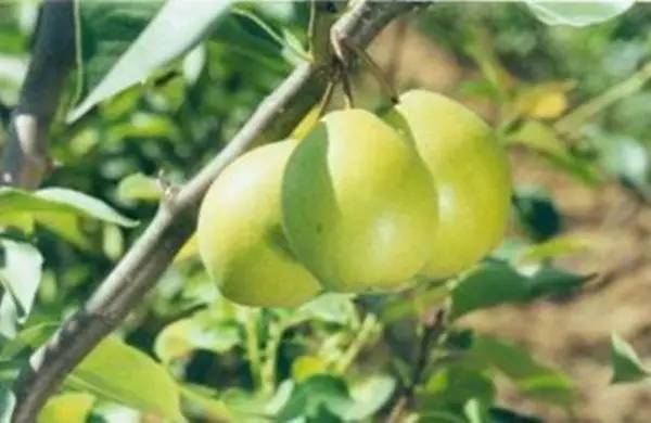 湖北枣阳风干鱼,鄂梨二号亩产量