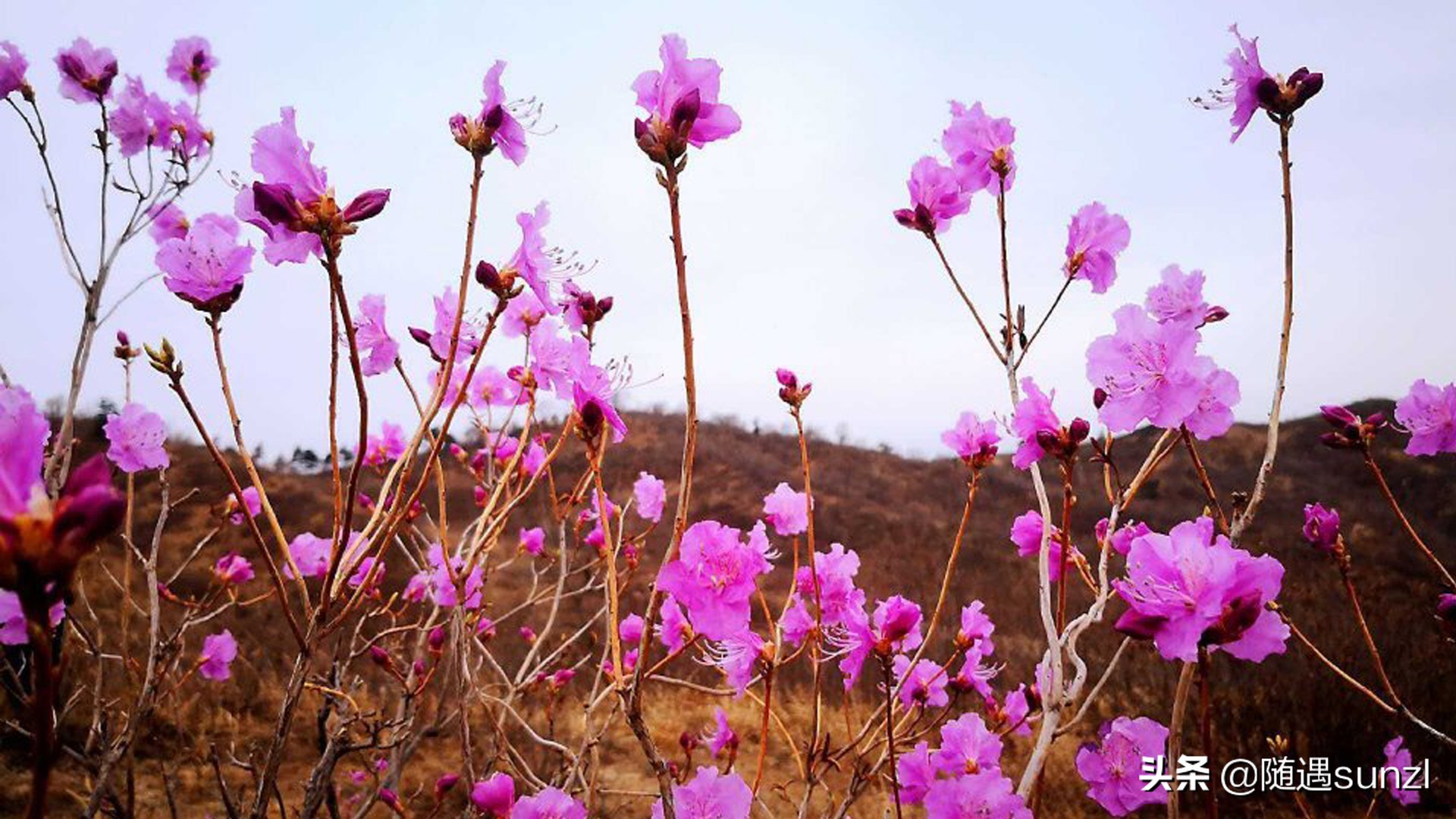 岫岩黄岭子映山红景区简介,岫岩开映山红在哪个地方