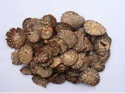 燥湿解表的中药有哪些,滋阴清热利湿中药