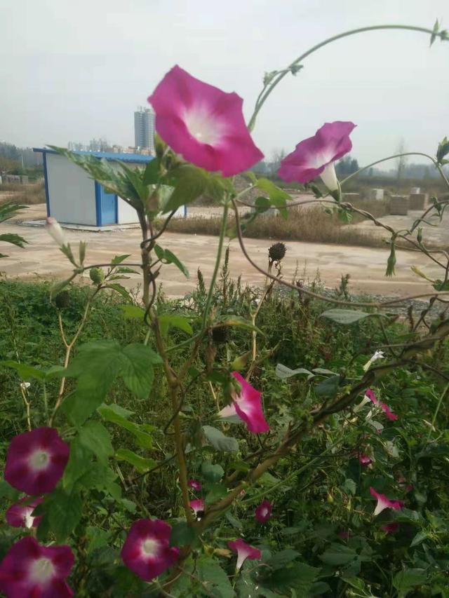 关于NNT公司废旧物资回收中心体系组织形式的方案建议