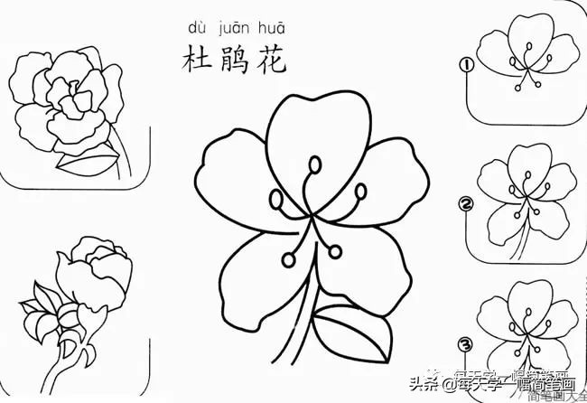 每天一幅简笔画的小教程,简笔画花朵的画法茉莉花