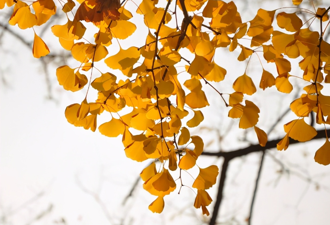 银杏叶能不能泡水喝,银杏叶胶囊与银杏叶片有何区别