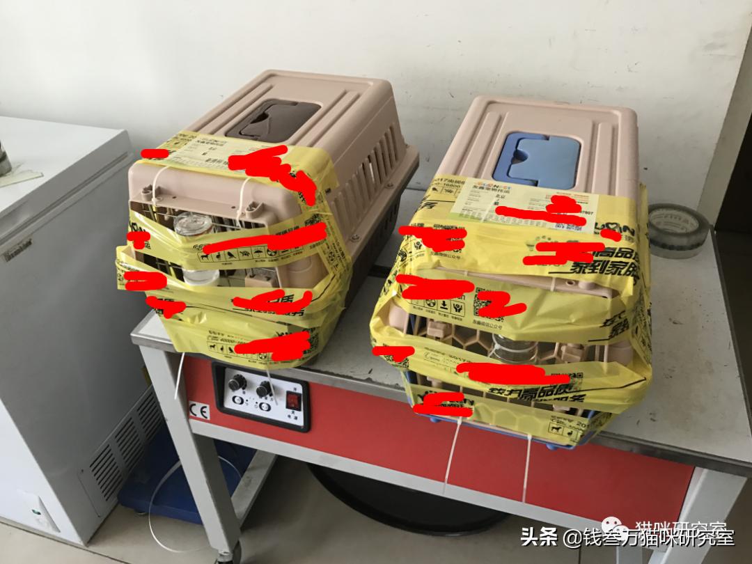 宠物托运全过程狗狗,宠物托运全过程国外