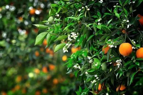 庭院植物搭配效果图,中式庭院景观植物搭配