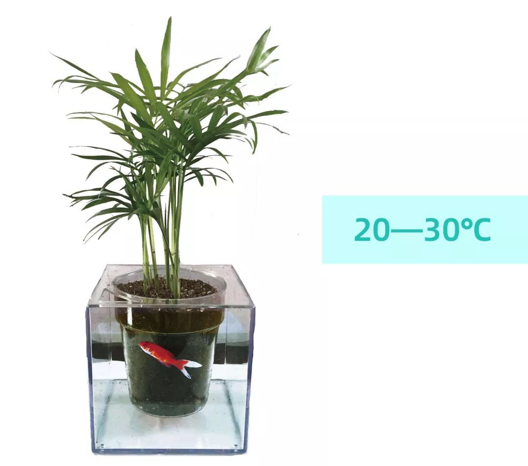 袖珍椰子最佳观赏期,阳台袖珍椰子