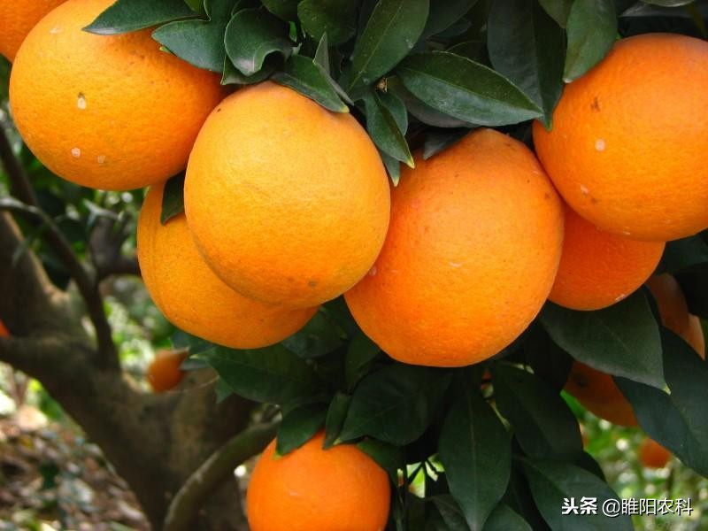 膨大剂生长素细胞分裂素,膨果期使用多少细胞分裂素