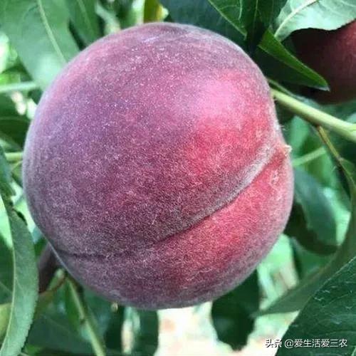 桃中极品黑桃怎么做,桃中极品黑桃