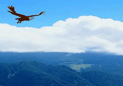 大自然山水花鸟大全,回归自然山水花鸟