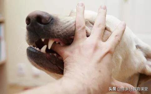 河北保定女童被2恶犬咬死，教你遇到恶犬咬人如何自救和救人