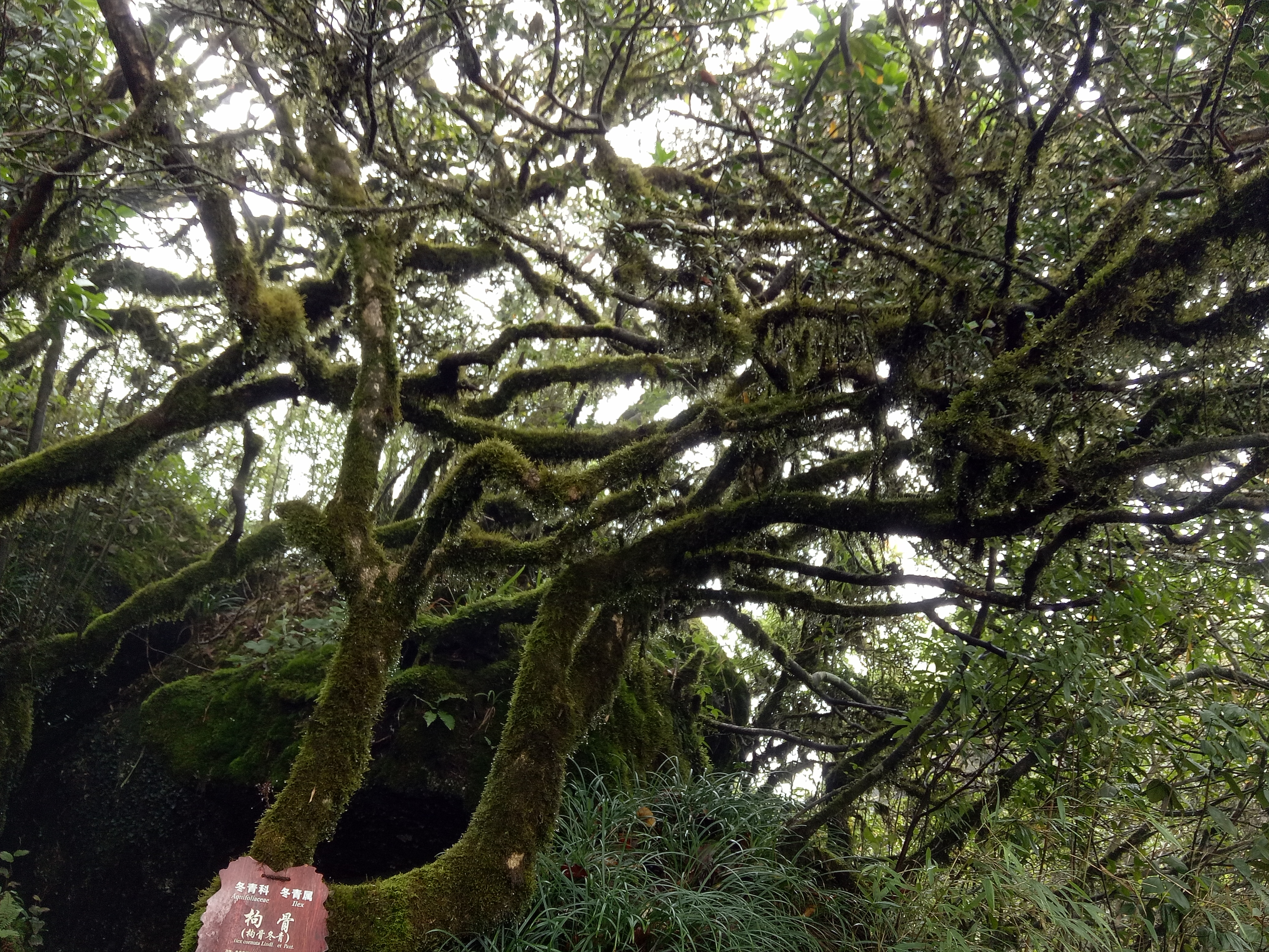 桂林猫儿山一日游攻略,桂林猫儿山旅游攻略一日游
