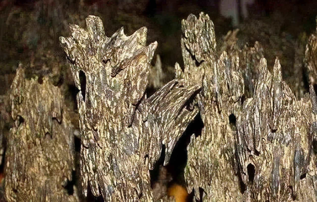 越南导游买沉香,女人去越南买沉香木