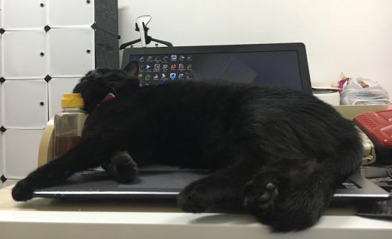 后院猫舍领养猫,养猫后院