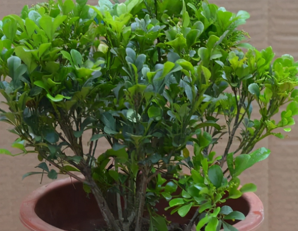 米兰花如何养才能重香味,米兰花一年四季应如何养护