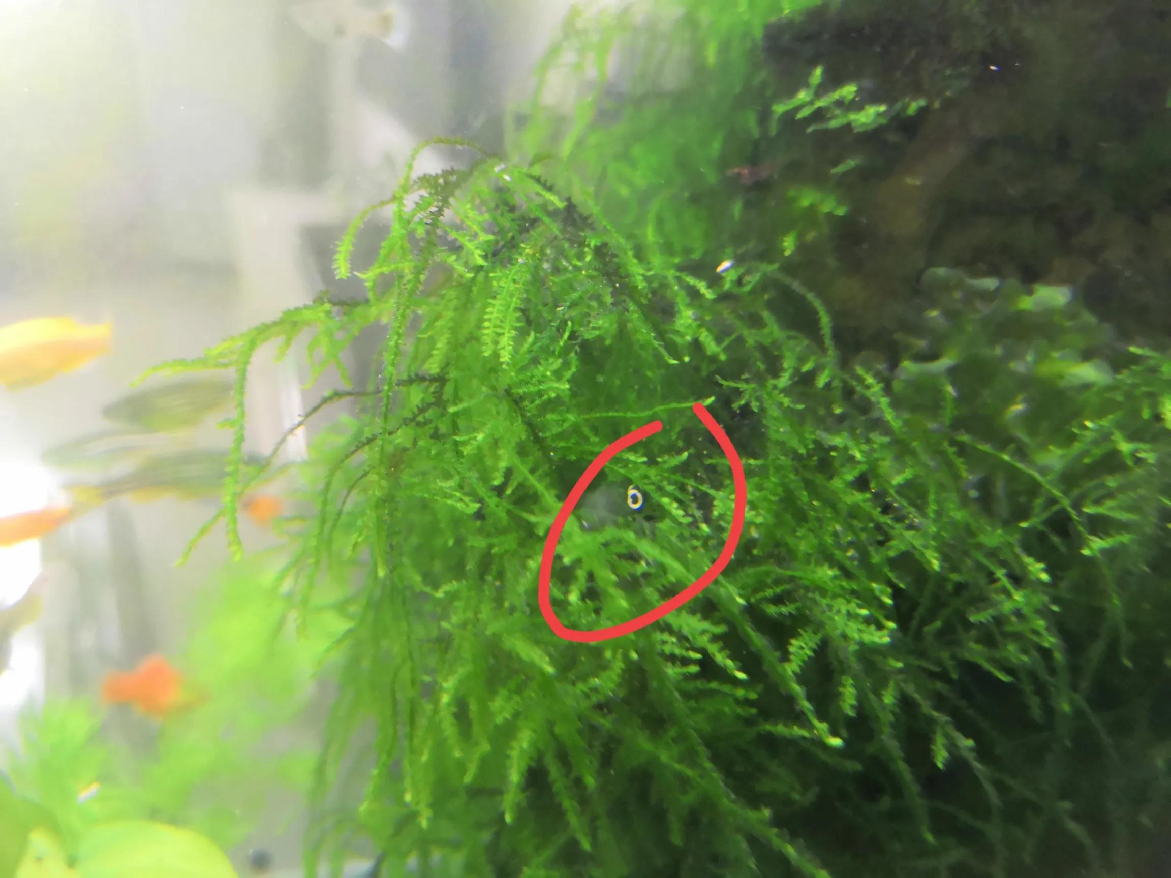 孔雀鱼及小型热带鱼内寄（驼型弓虫）治疗心得