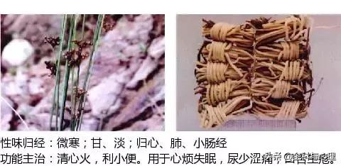 史上最全中草药图谱（附主治功效）（一）