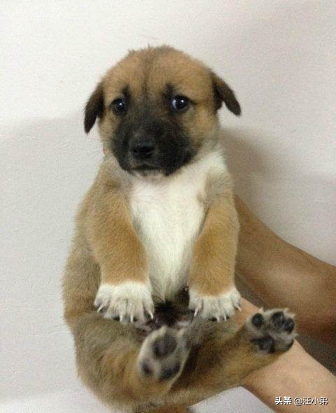 小土狗喝哪种奶粉,两个月大的小土狗可以喝驼奶粉吗