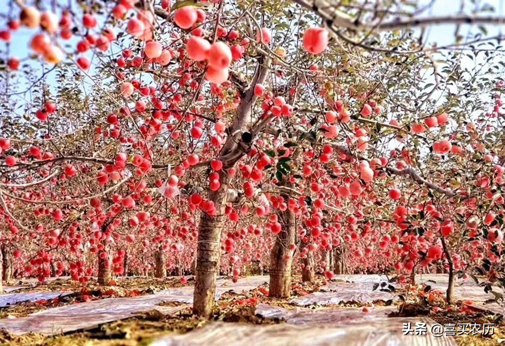 灵宝sod苹果最高价格,灵宝sod苹果好吃吗