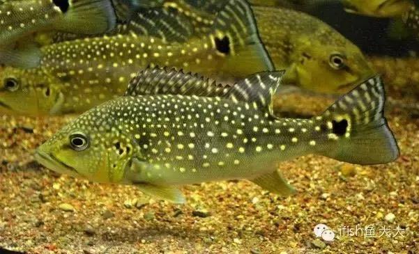 大型鱼观赏性,大型三间鱼
