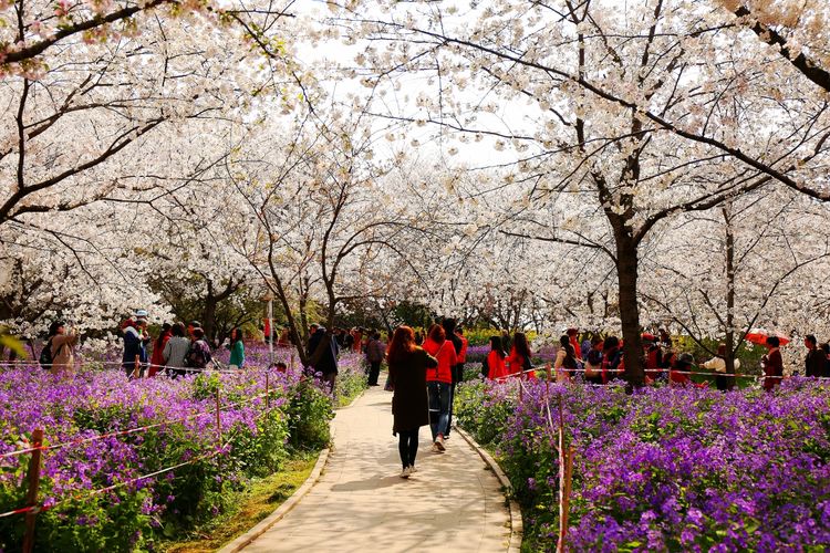 鑻遍泟褰掓潵妯辫姳鏈夌害,妯辫姳鐩涘紑鑻遍泟褰掓潵瀹屾暣瑙嗛