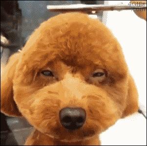 把狗毛全部剃掉对身体好吗,把狗毛都剃了狗会生气吗