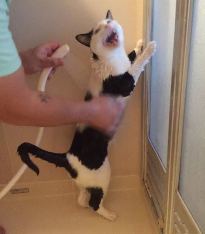 在家冬季给猫咪洗澡要注意什么,北方冬天猫咪洗澡