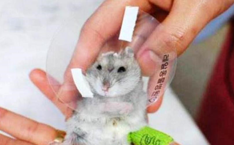 仓鼠骨折花了200包扎视频,仓鼠眼睛突然瞎了怎么回事