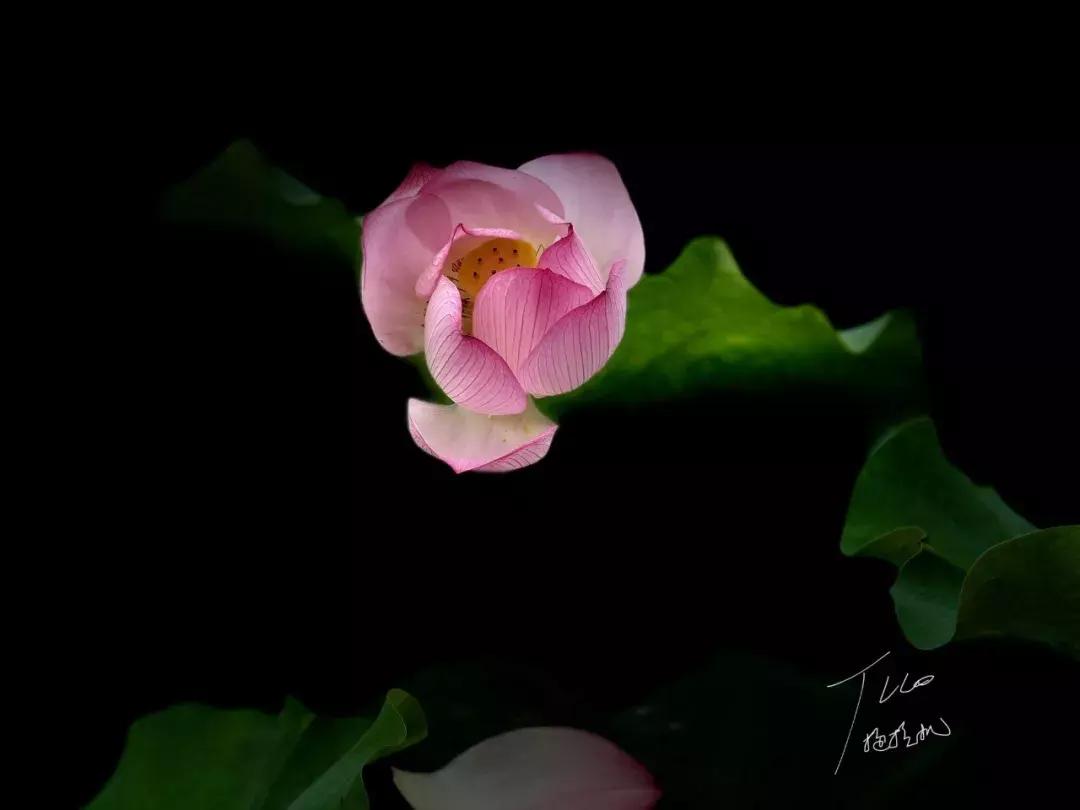 手机也能拍出黑背景，在家就能拍出摄影棚的感觉