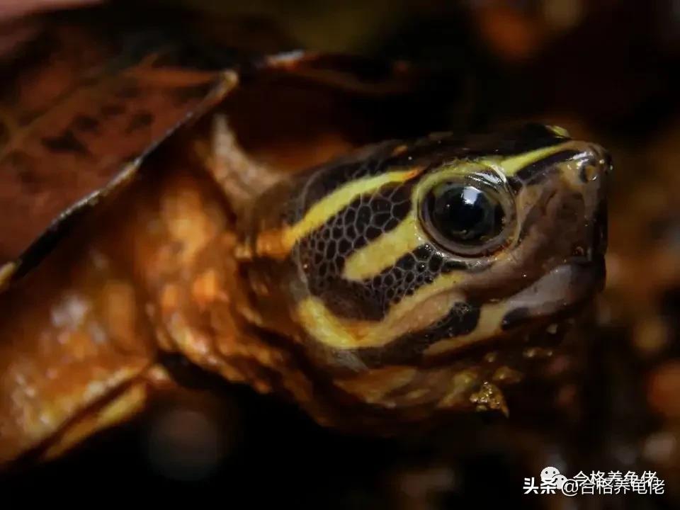 安利几个小技巧给你,怎么安利杰尼龟