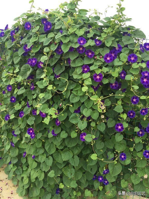 閲庣敓鍠囧彮鑺卞彲浠ュ湪鑺辩泦閲屾牻绉嶅悧,閲庡鍠囧彮鑺卞甫鍥炲鐩嗘牻